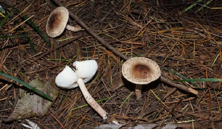 "红杆杆白伞伞",金山街头这些"蘑"界杀手,千万别吃!