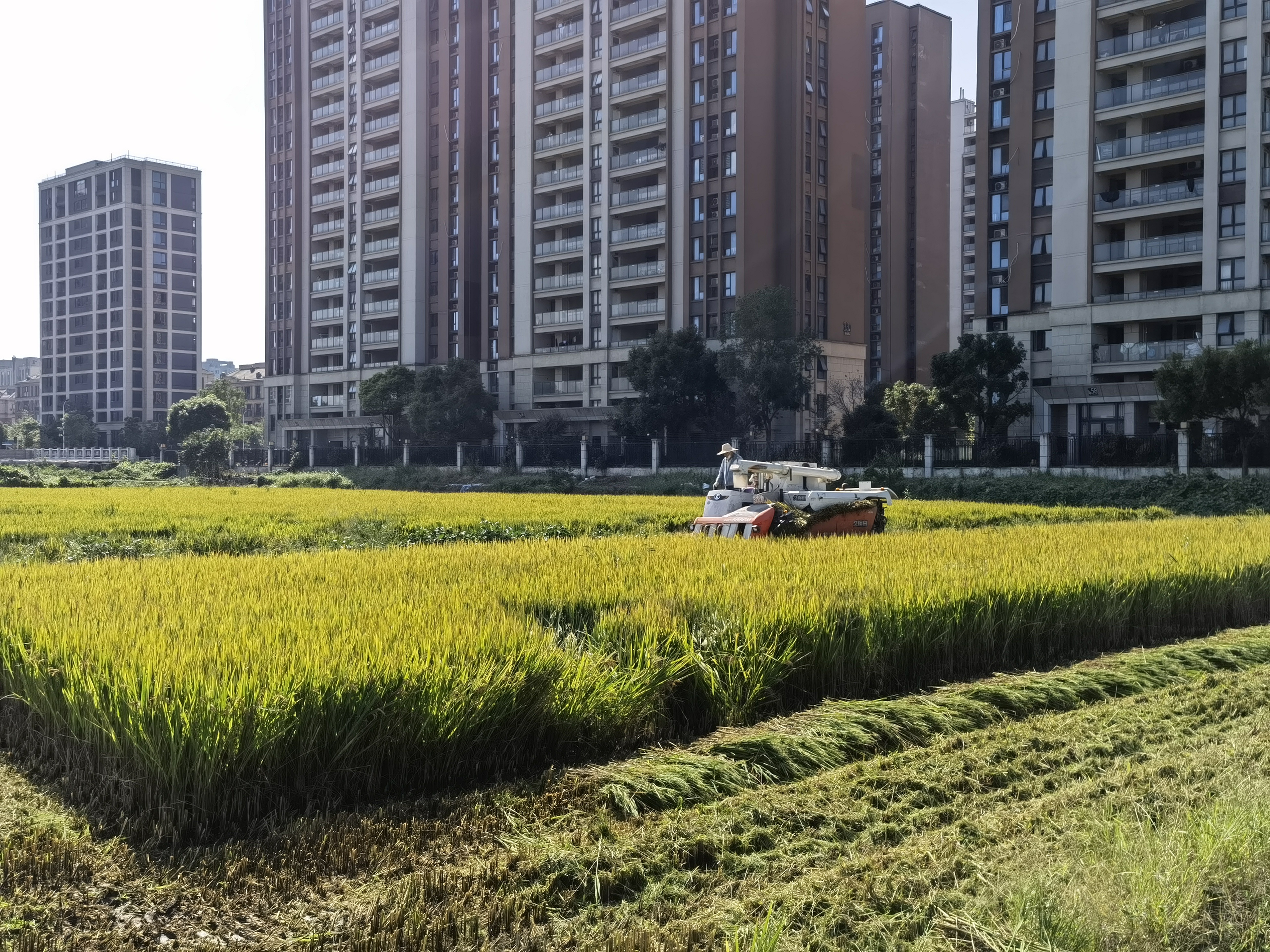 种在城市里的大米俏销泗泾农田迎来丰收季