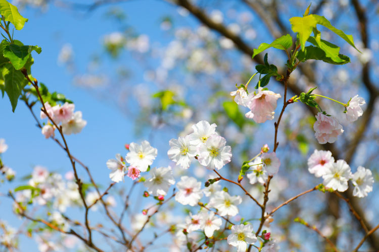 "秋日樱花",蝶豆花……辰山植物园各色花朵迎来盛花期
