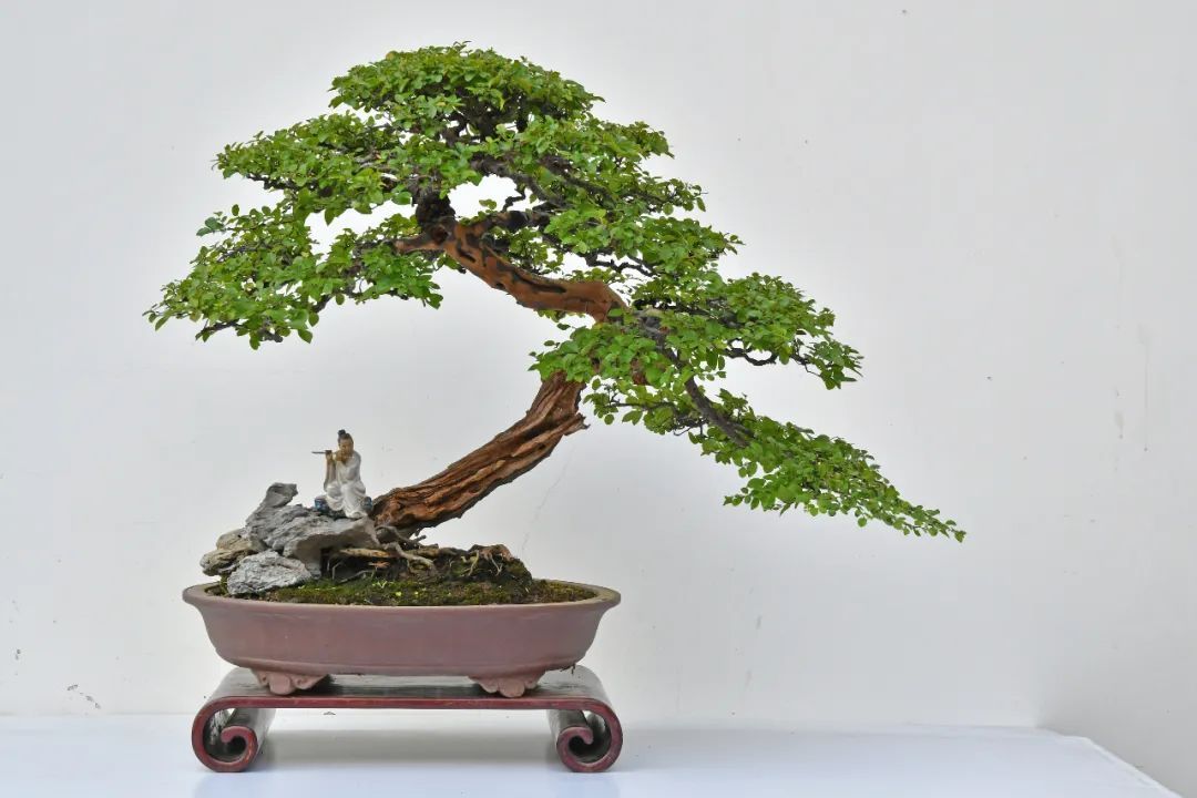 上海植物园"海派盆景精品展"明日开幕!国庆期间活动每天有