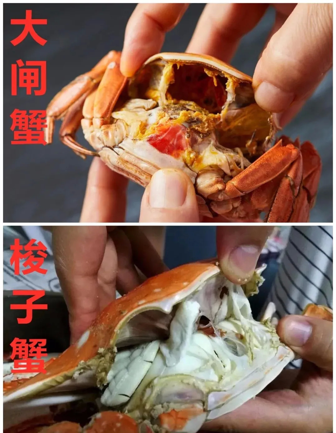 大闸蟹跟河蟹的区别图图片