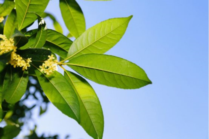 桂花酒,桂花茶,桂花小圓子……剛採摘的桂花能吃嗎?