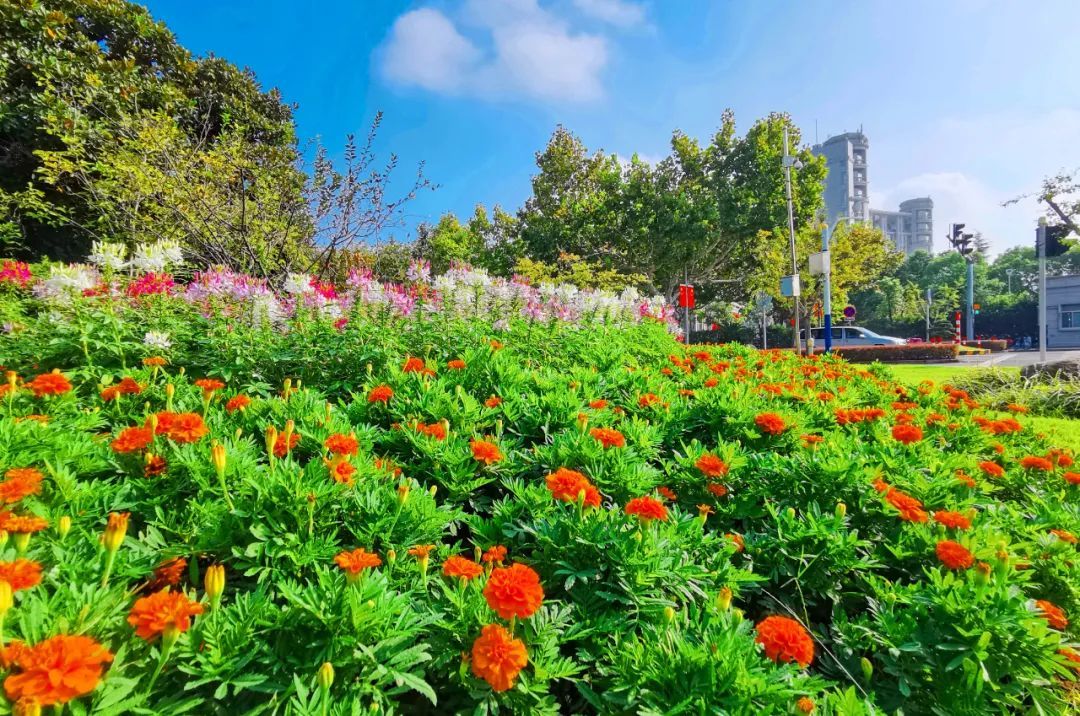 喜迎国庆 松江街头这些花坛花境盛装亮相 看看在你家附近吗 上观新闻