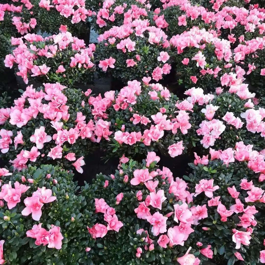 古华公园 假日花市 即将开启 逛园 买花一站式服务 上观新闻