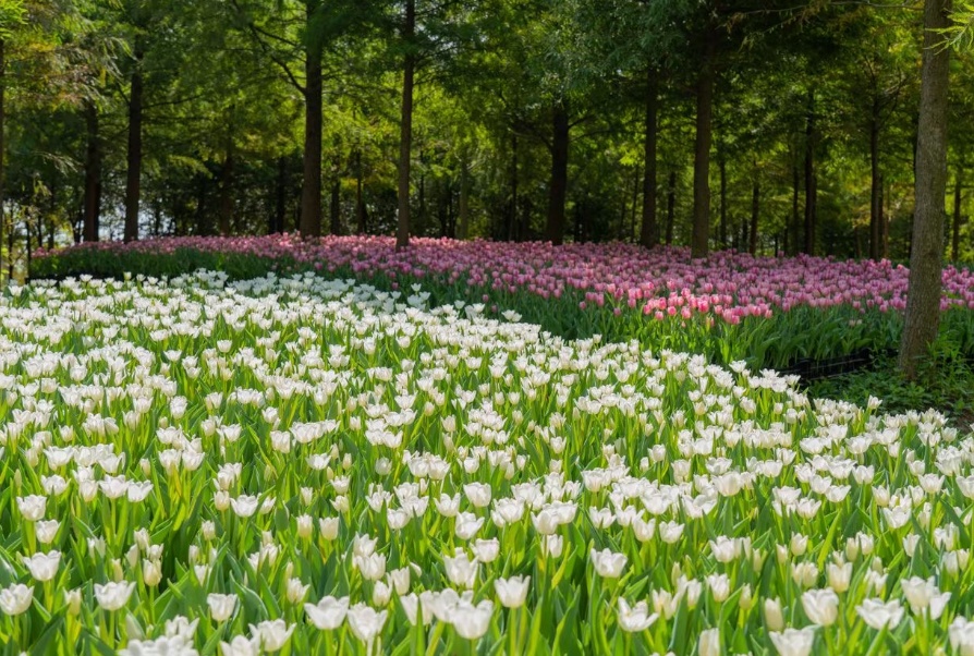 速来围观!崇明郁金香花园节惊艳启幕