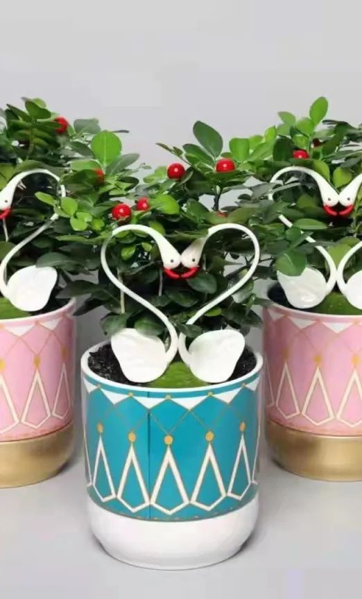 古华公园 假日花市 即将开启 逛园 买花一站式服务 上观新闻