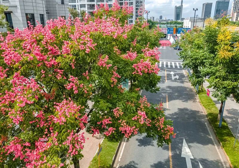徐州市花市树图片