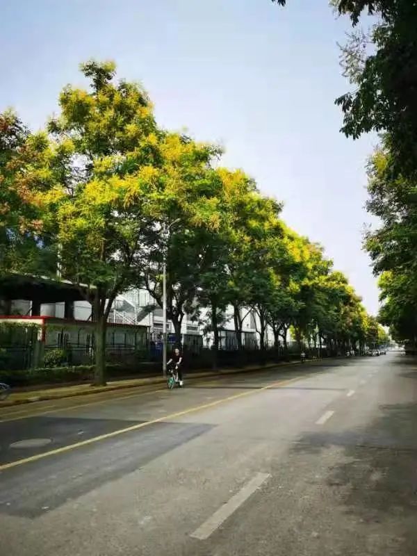 黄山栾树又名全缘栾树,复羽叶栾树,南栾,大夫树,灯笼树,无患子科,栾树