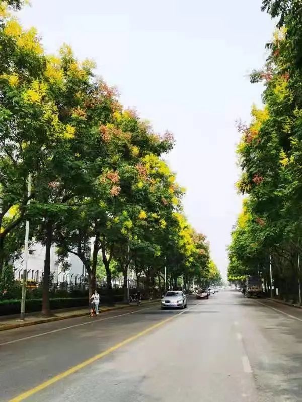 黄山栾树又名全缘栾树,复羽叶栾树,南栾,大夫树,灯笼树,无患子科,栾树