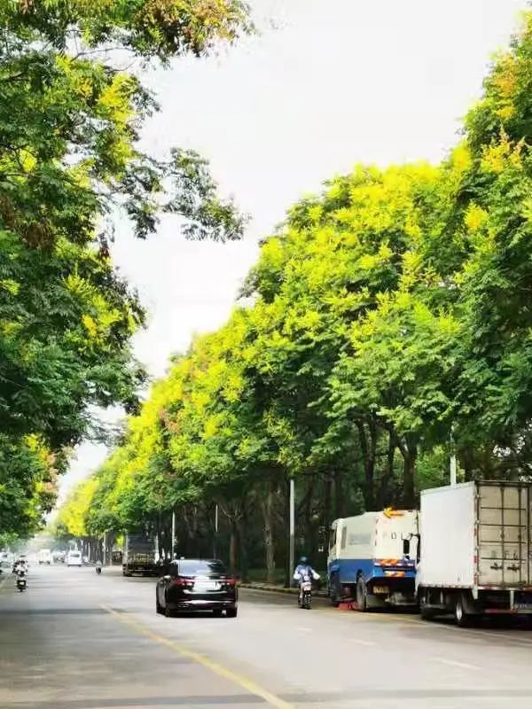 黄山栾树又名全缘栾树,复羽叶栾树,南栾,大夫树,灯笼树,无患子科,栾树