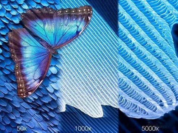 枯叶蝶为什么这么美?上海动物园免费讲座为你揭秘