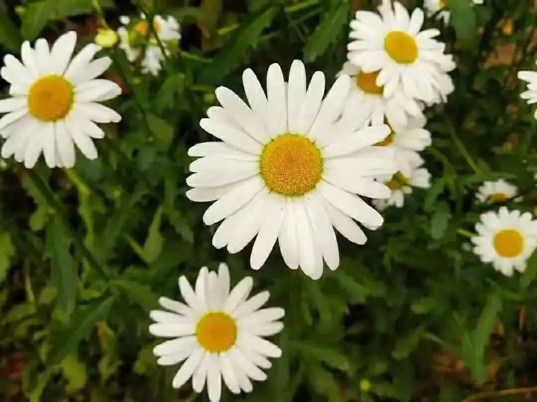 菊花都开在秋天里 别忘了还有ta 上观新闻