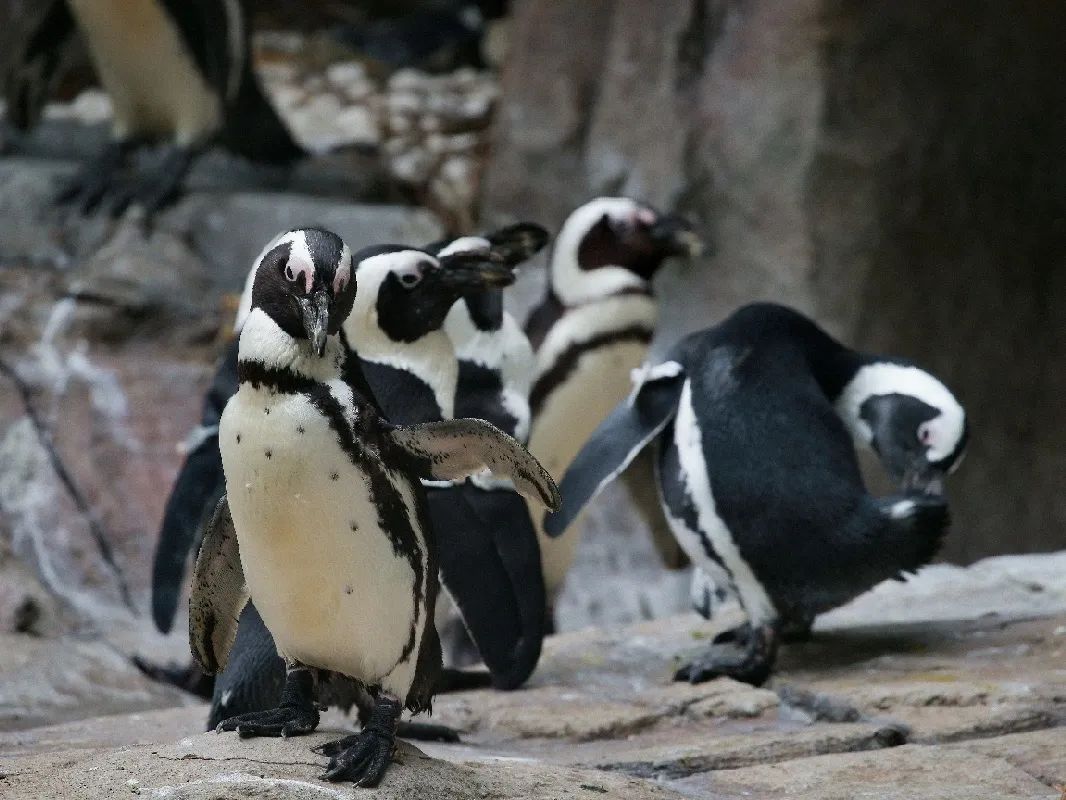 上海动物园“大长腿”天团复出！来看Ta们的“荡马路”指南