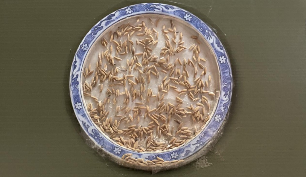 袁隆平院士赠送的"超级杂交水稻"种子      :学习强国  编辑:尉澜