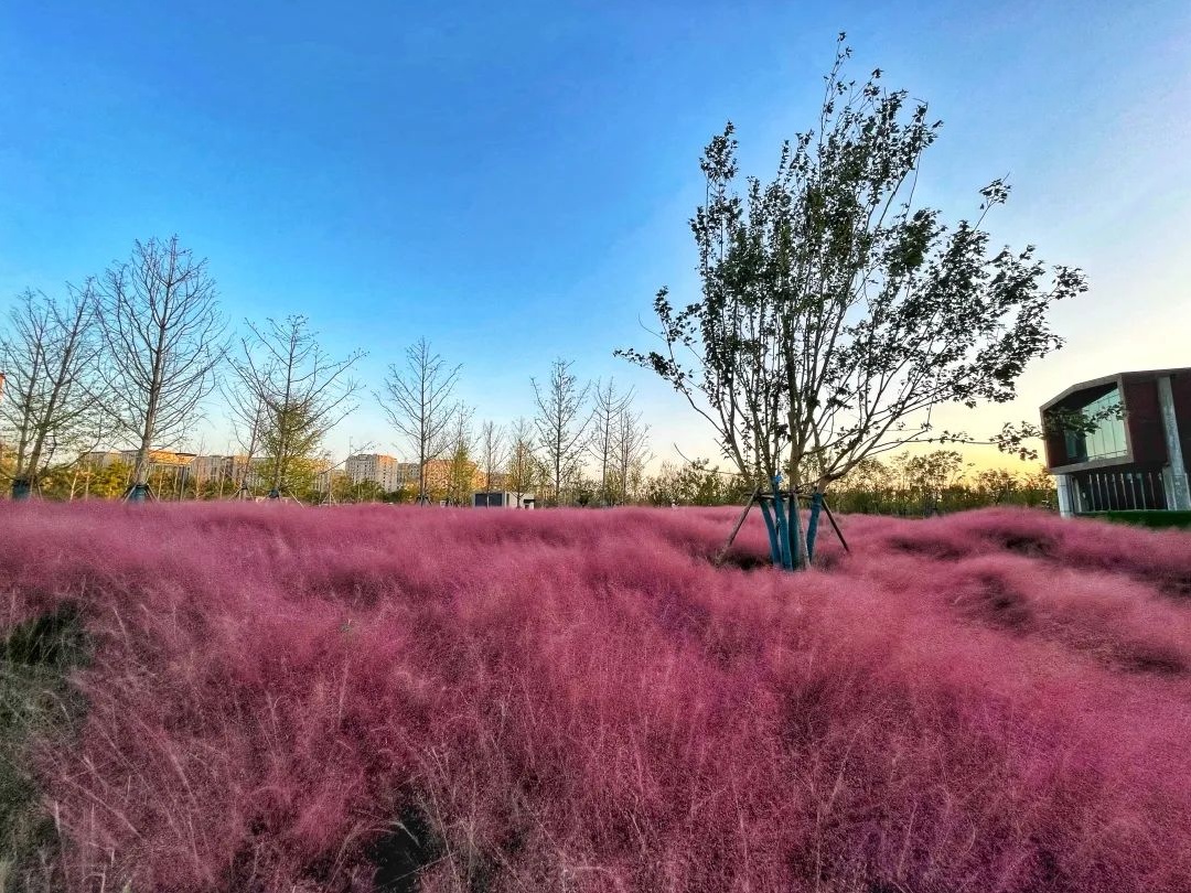 普陀这里的粉黛乱子草美炸啦!