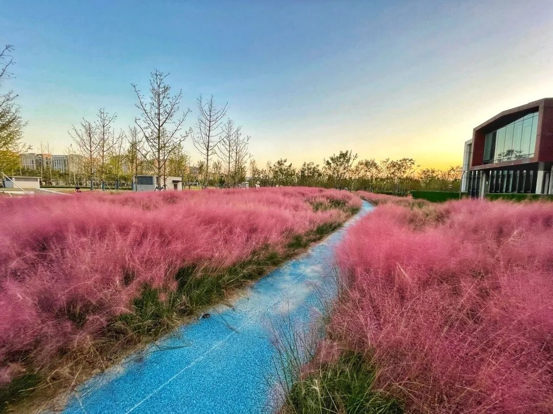 普陀这里的粉黛乱子草美炸啦!