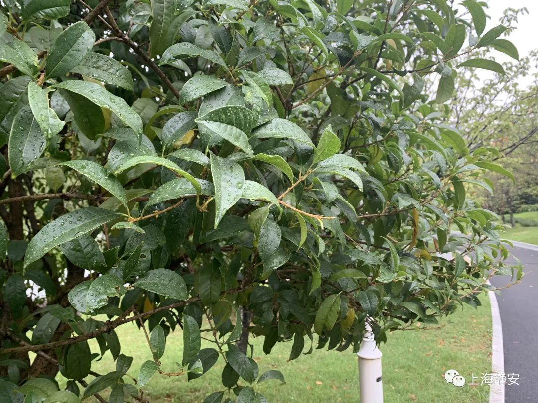 桂花树的资料(有关桂花树的资料)