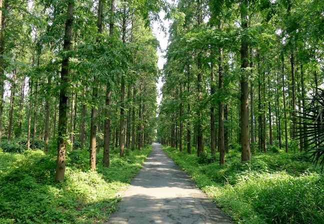 上海 实现森林入城