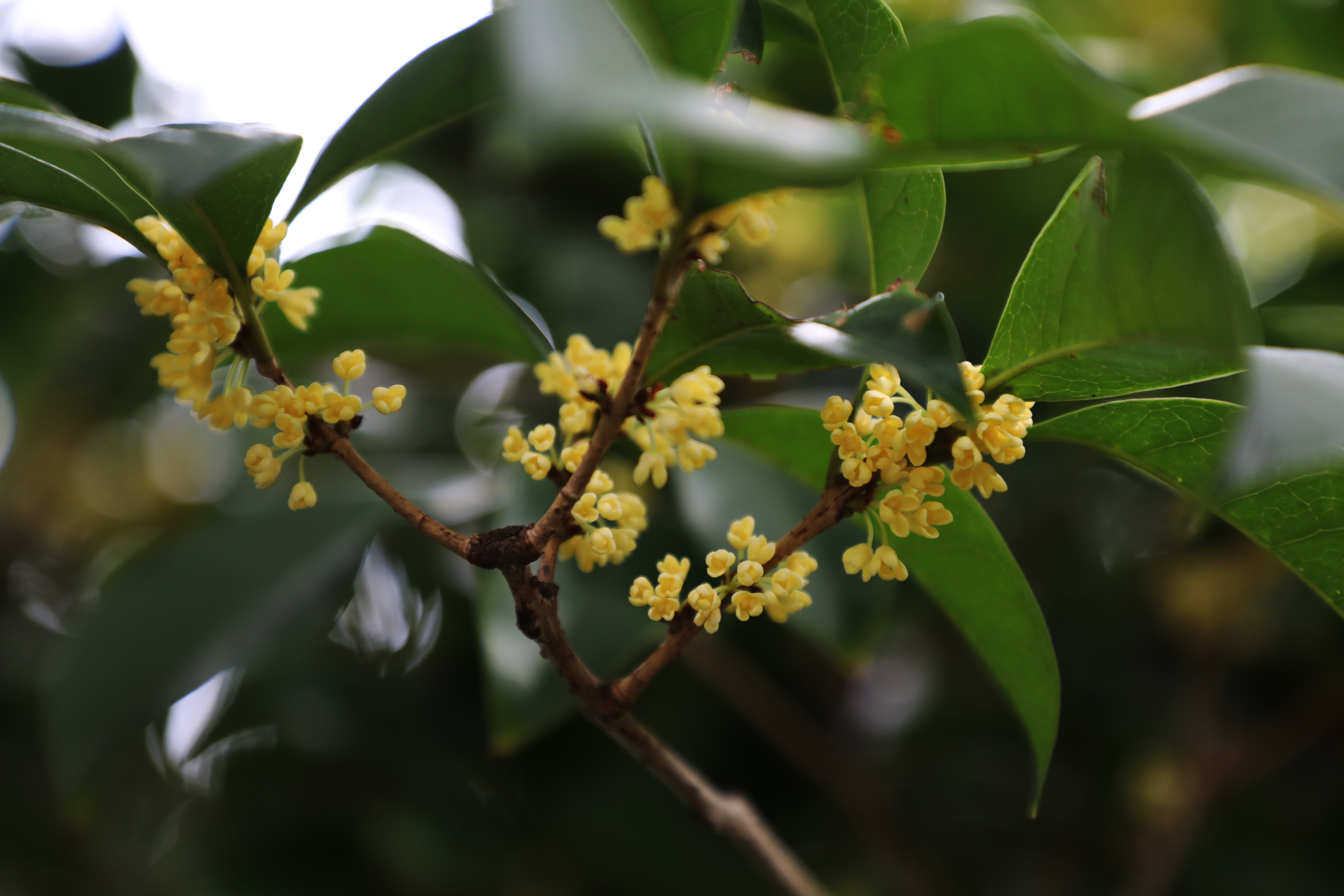 桂花姗姗来迟