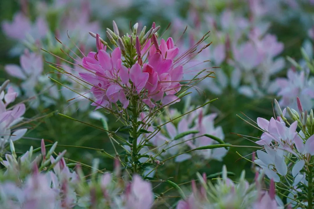 醉蝶花壁纸图片