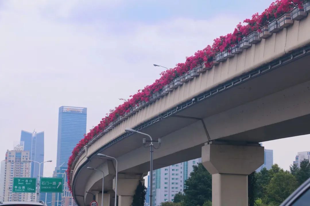 上海高架变"空中花园"!驾车途经的你被惊艳到了吗【进博会】