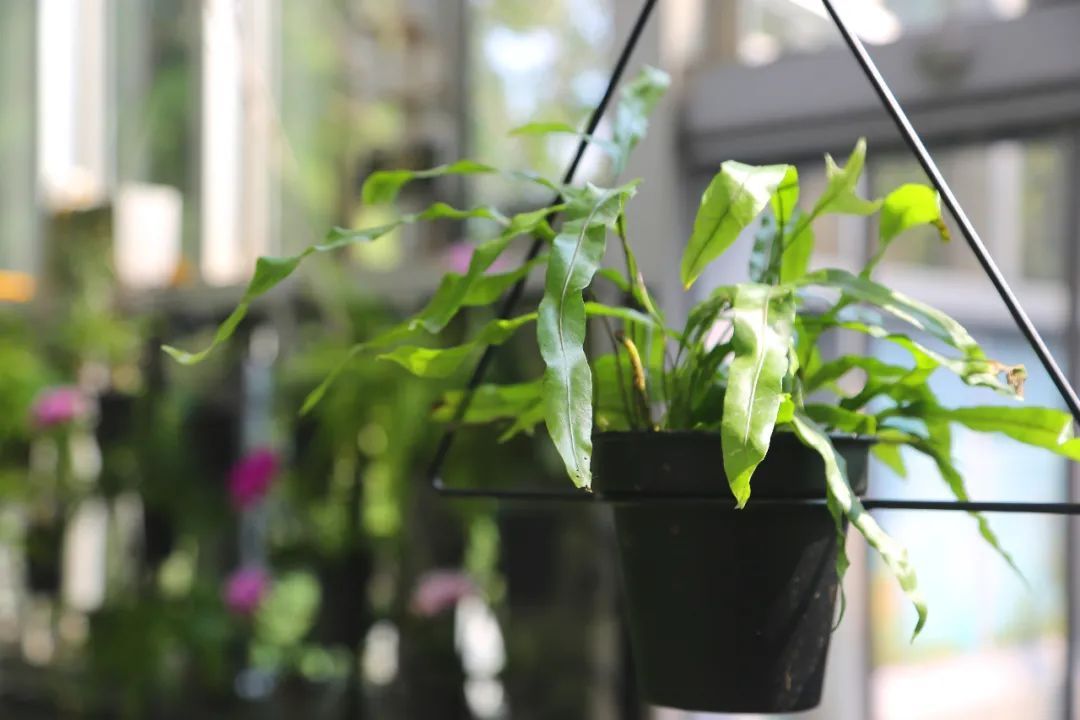 你喜欢哪一种 上海植物园里 五彩斑斓 的绿色等你来寻 上观新闻