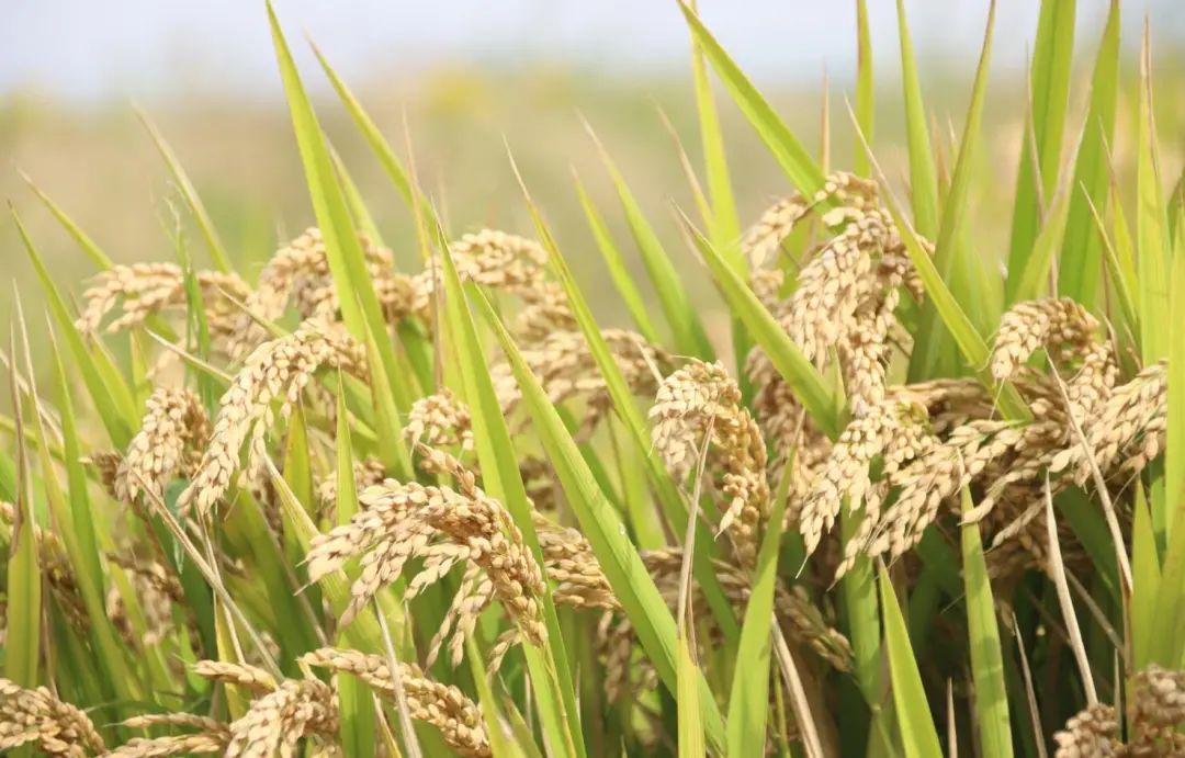 蝉联全国优质稻品种食味品质鉴评金奖的新米什么味道?快来奉贤尝尝
