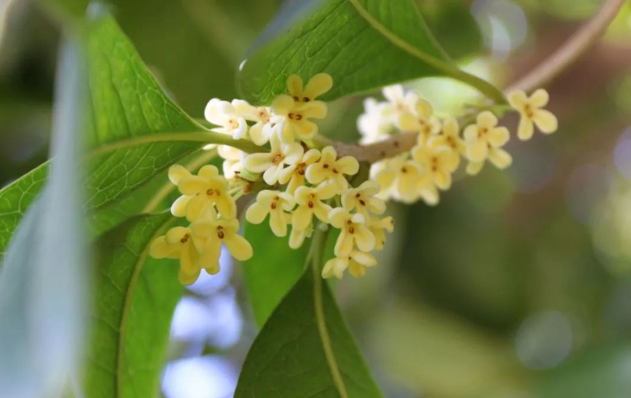 桂花的样子和特点(桂花的样子和特点是什么)