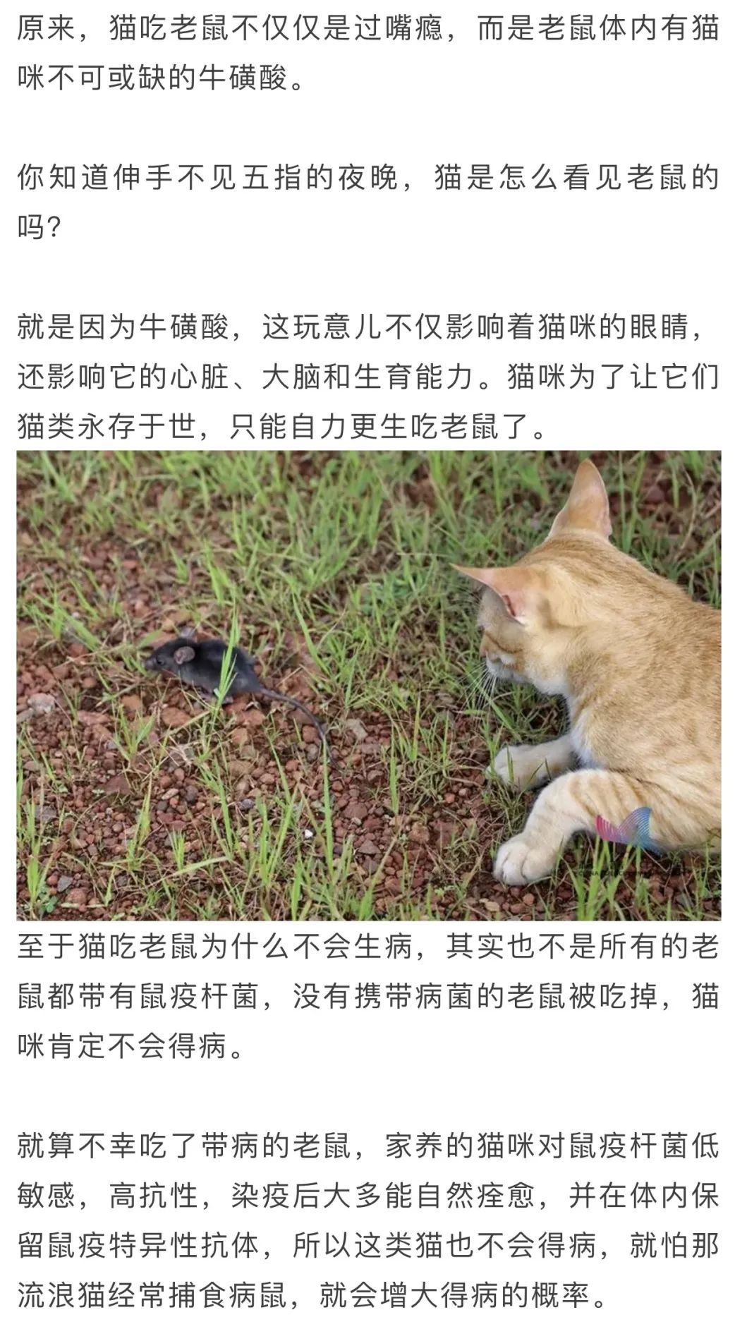 为什么老鼠那么多病菌,猫吃老鼠却不会生病?看完就懂了