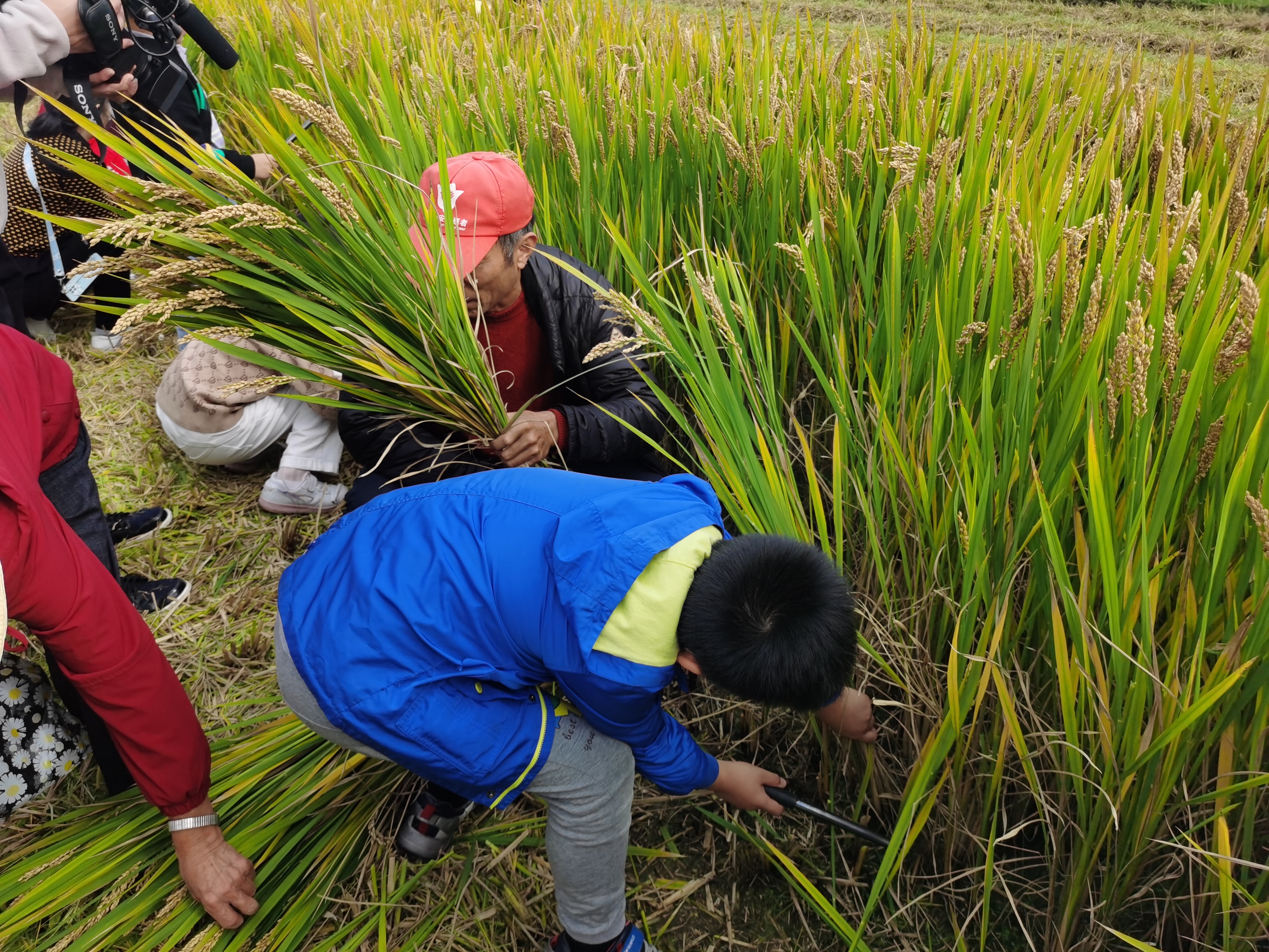 体验农事农活,感受丰收喜悦,泗泾镇第三届农耕文化节举行