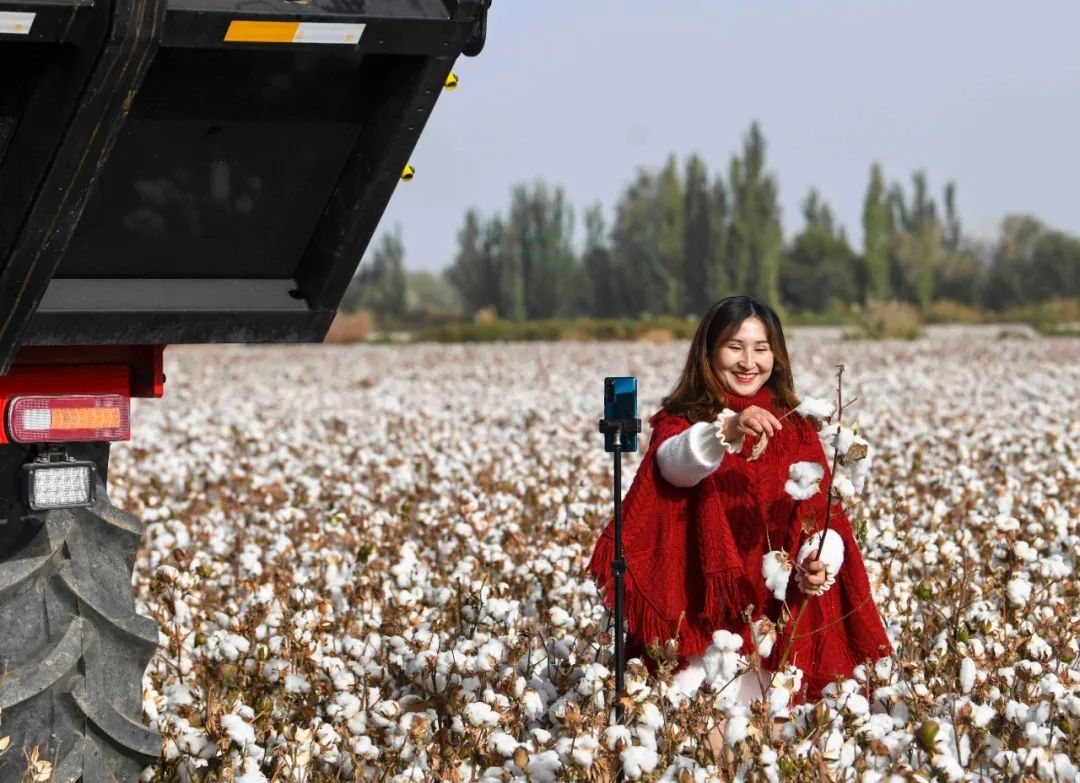 新疆棉来啦!