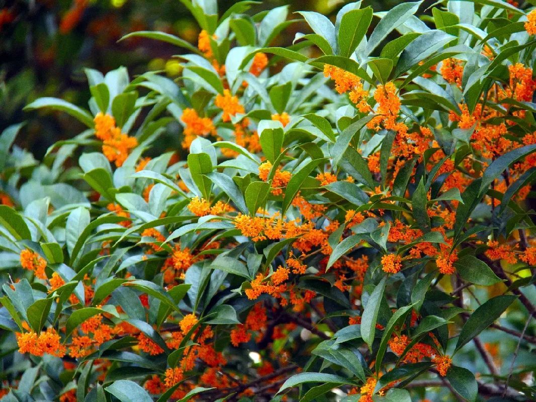 "铲屎官",我要点"秋香"!