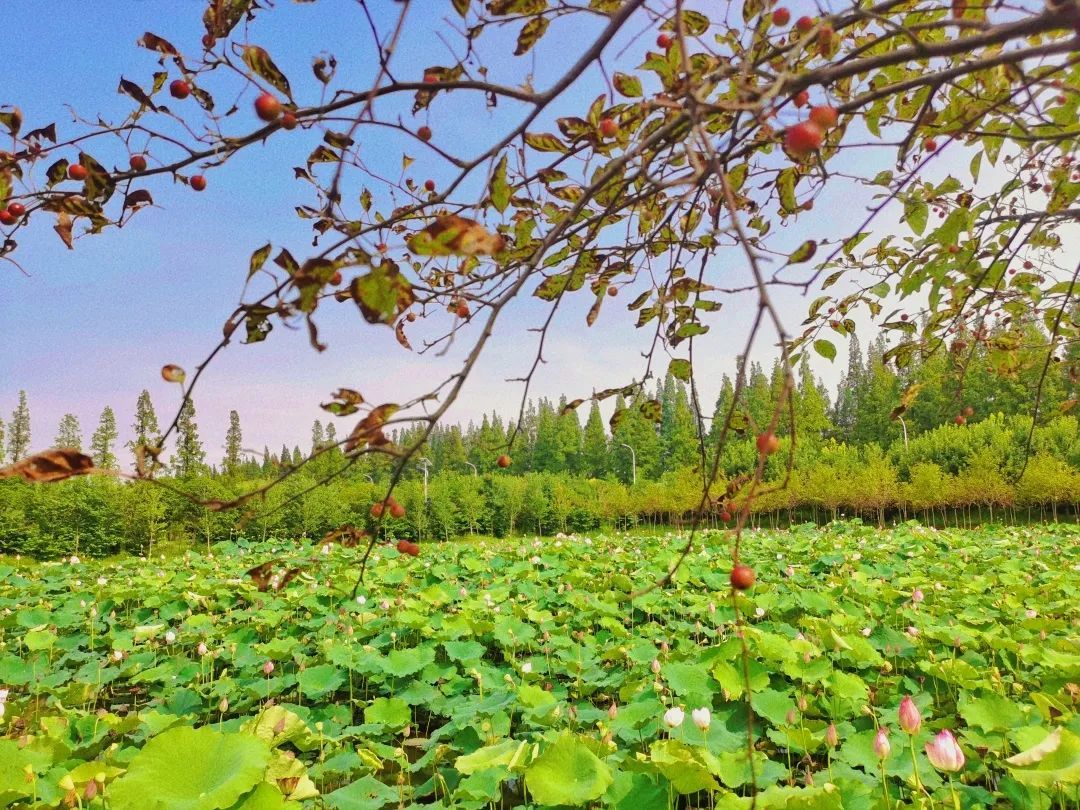 上海玉海棠景区图片