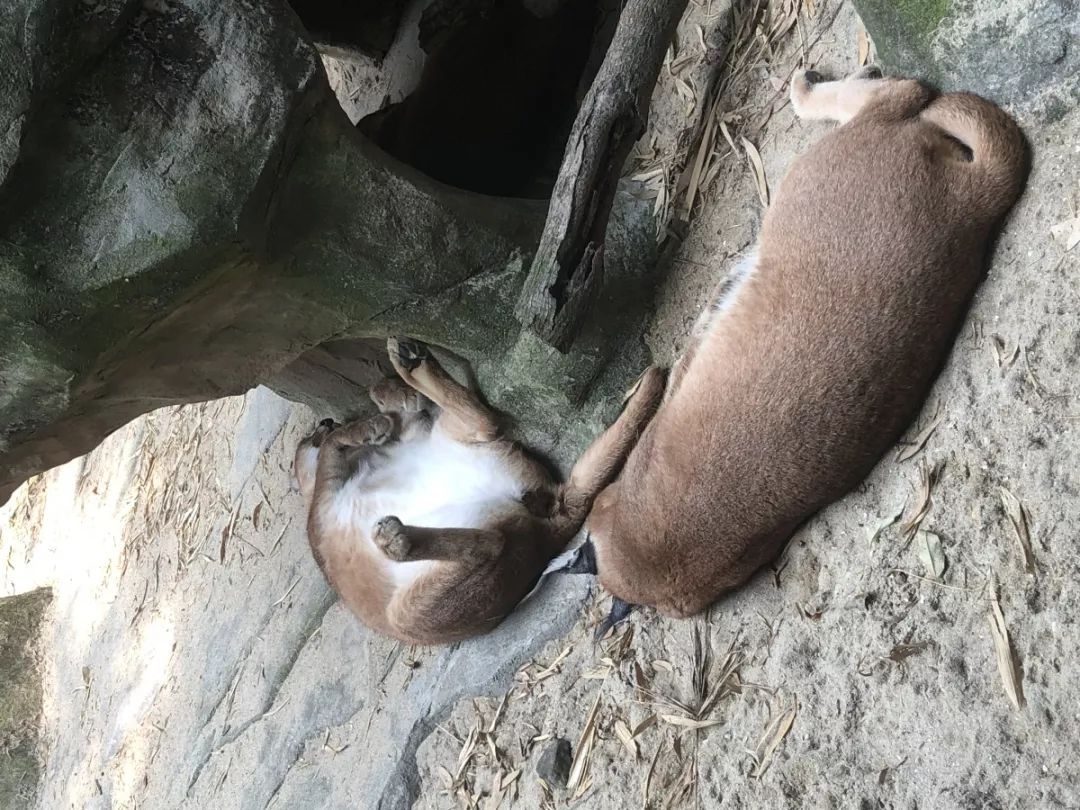 谁家的毛绒玩具挂树上了其实动物们都是这样睡觉的