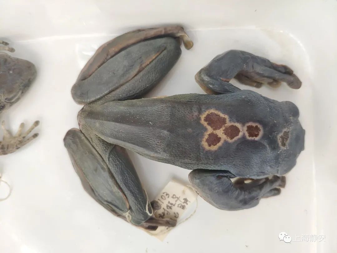 曾经定居上海,如今在沪难觅其身影的斑腿泛树蛙