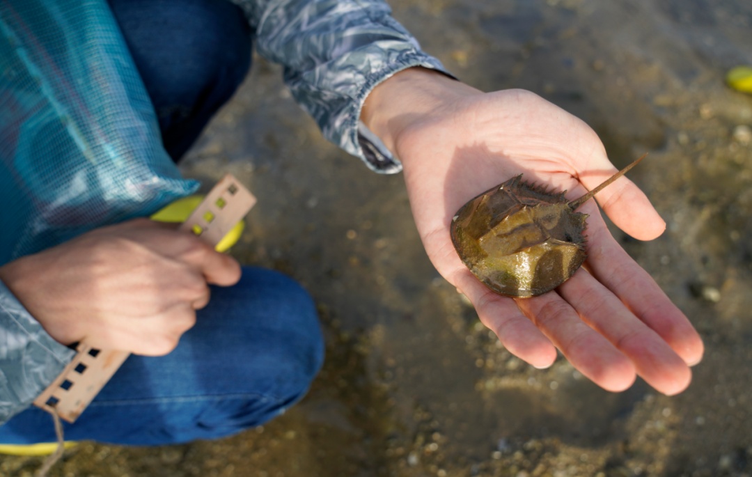 流着蓝色血液的鲎,是如何活过4亿多年的?