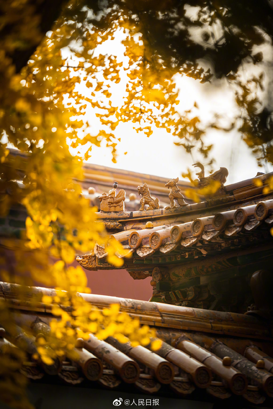 故宫秋色美到窒息