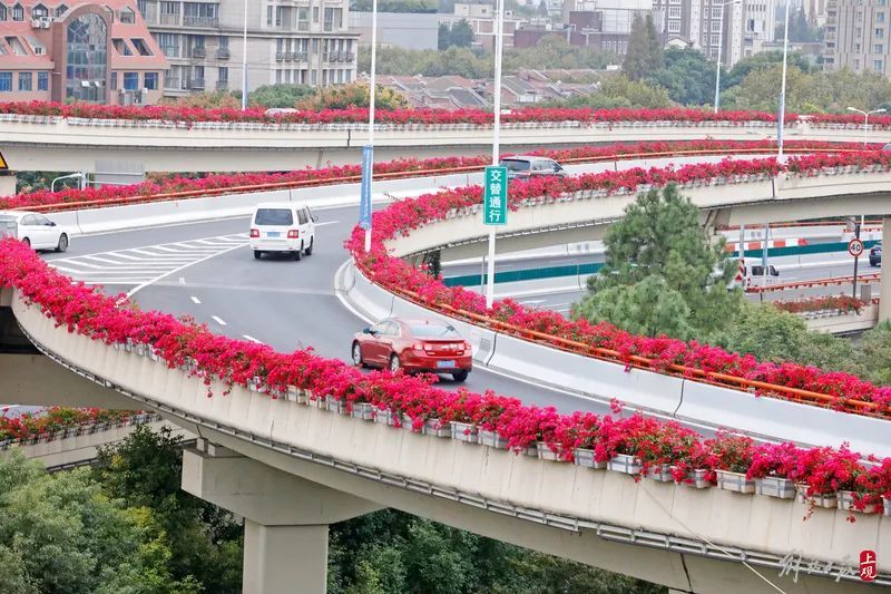 高架道路護欄上,紅色的三角梅,黃色的萬壽菊,粉色的月季花,層層疊疊