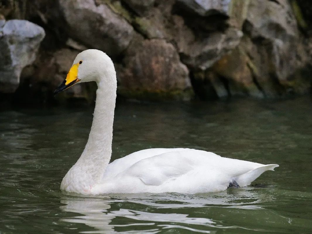 乾了這碗鵝糧~上海動物園天鵝跨越種類的愛戀記