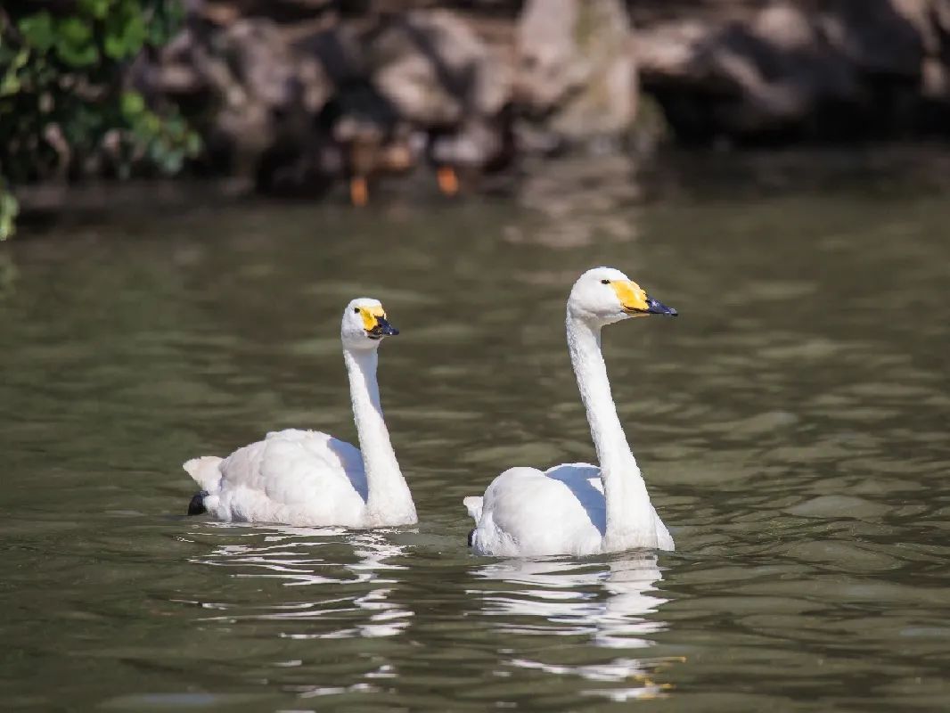 一般来说,大天鹅叫声如响亮而忧郁的号角,  但这一对一只叫声高 
