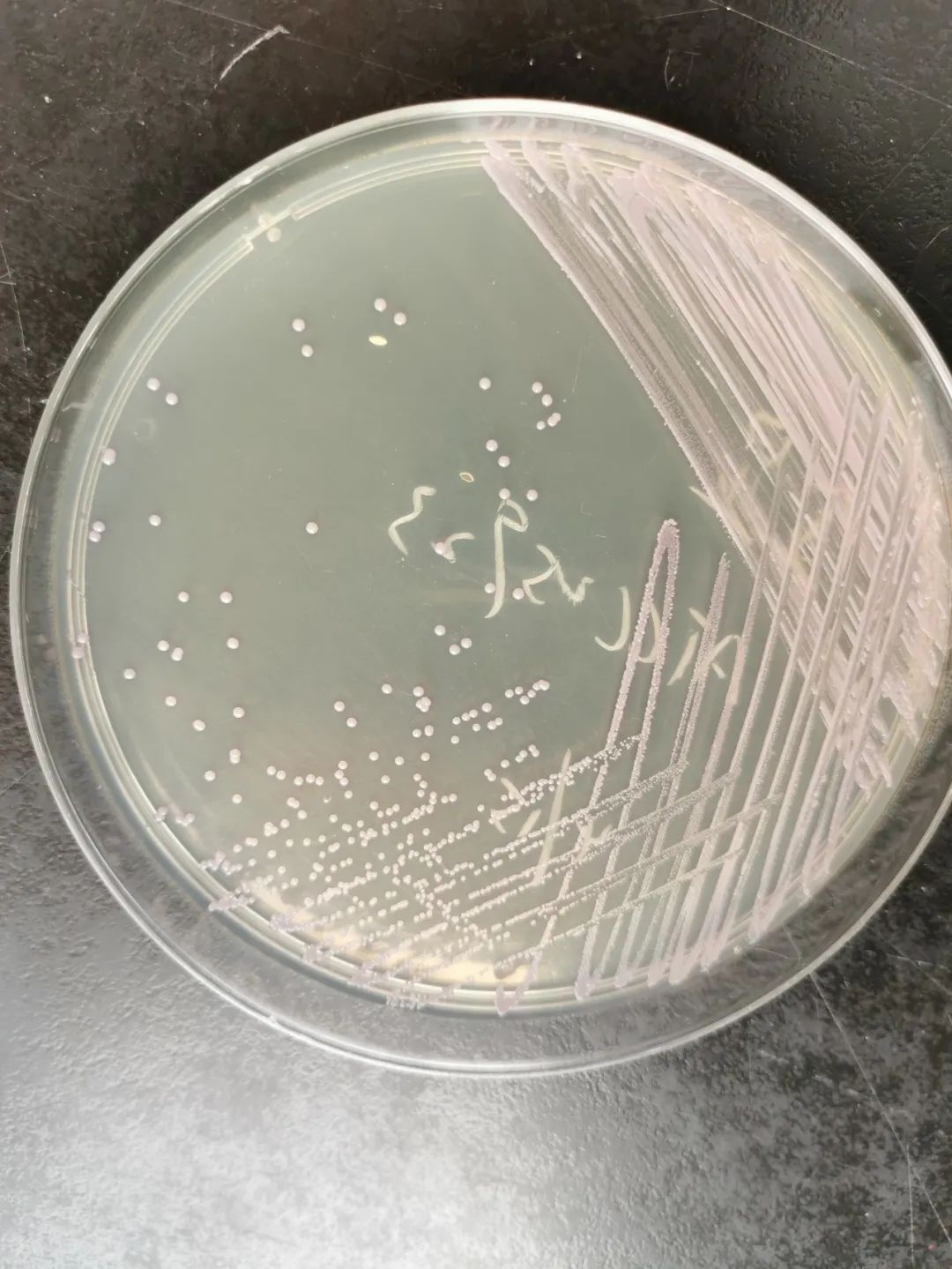 微生物平板大赛的样图图片