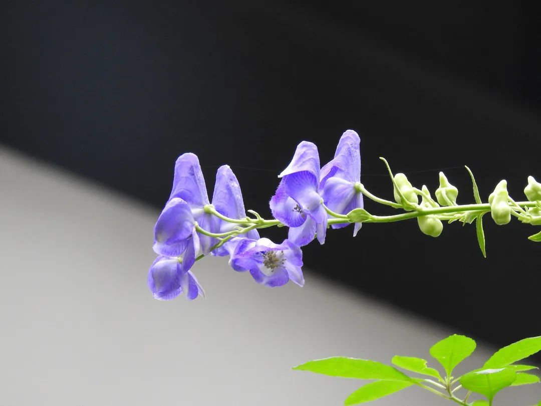 碧,殊嬌纖,名鴛鴦菊,花鏡謂之雙鸞菊,朵頭如比邱帽,帽拆內露雙鸞並首