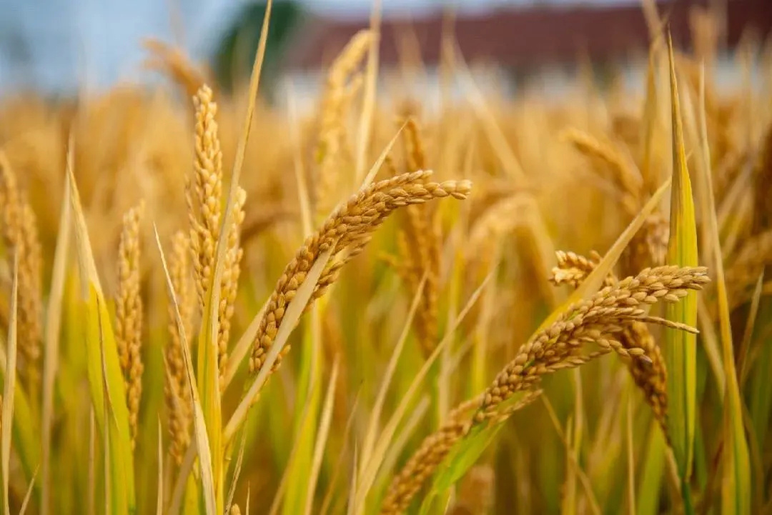 立冬正是秋收的大好时段,水稻稻穗垂下,金黄饱满时,开始收成.