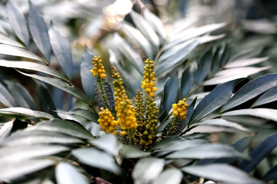 碧,殊嬌纖,名鴛鴦菊,花鏡謂之雙鸞菊,朵頭如比邱帽,帽拆內露雙鸞並首