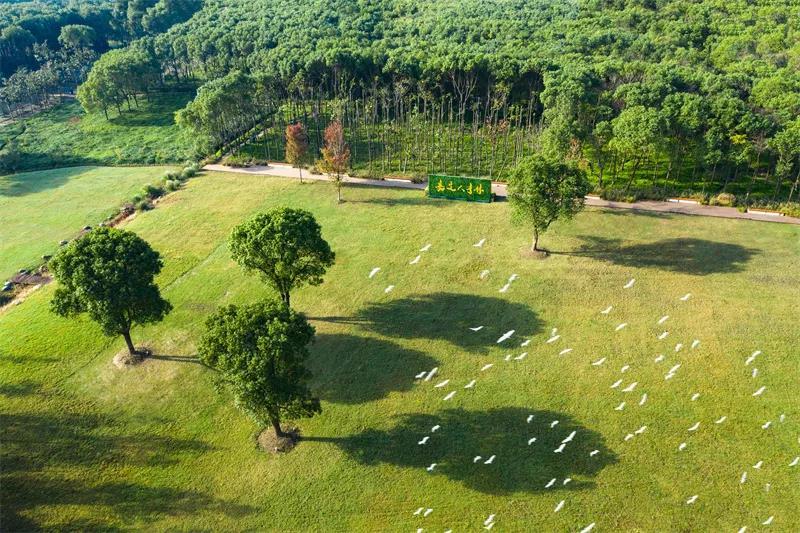 漫画嘉丨嘉北郊野公园里的这片林地,如此蓊郁