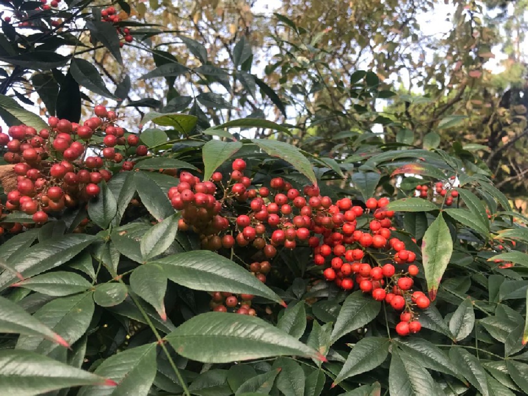 除楓葉外,南天竹也開始掛果,紅燦燦的果實綴滿枝頭,在寒秋中為大家