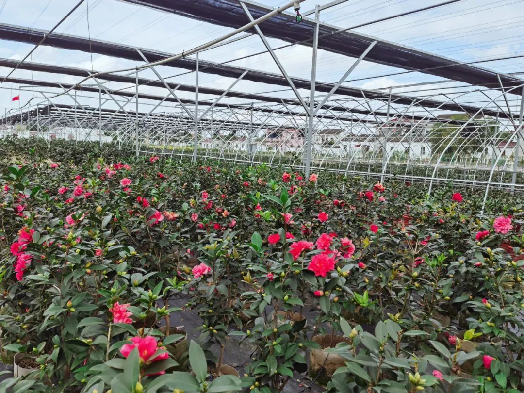 超美茶花基地,为乡村振兴注入发展动能