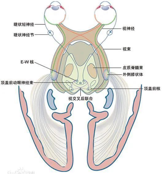 膝状神经节解剖图图片