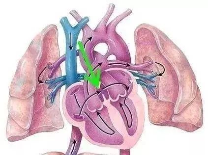 肺動脈