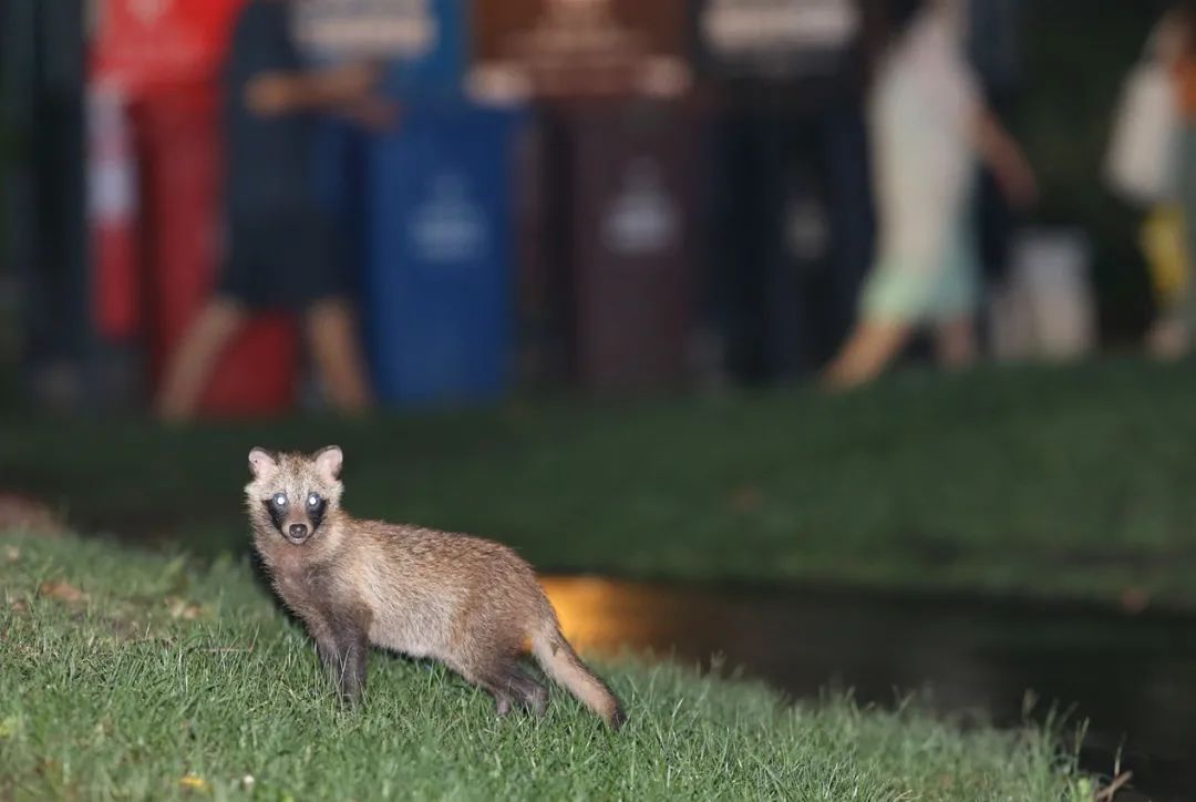 保护野生动物宣传月即将开幕!看申城原住民"貉"以为家(附高清视频)_上